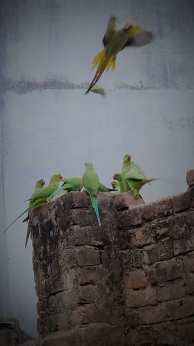 Rose-ringed Parakeet