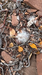 Salix arctica