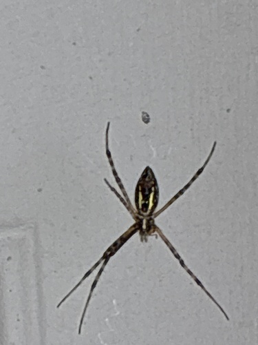 Banded Garden Spider