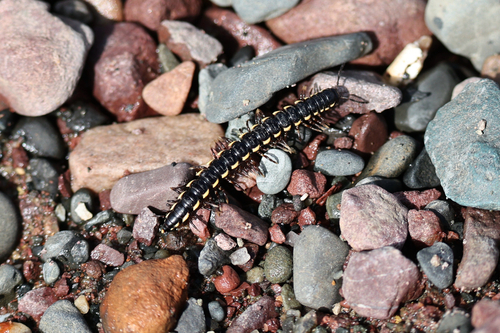 Orthomorphella pekuensis