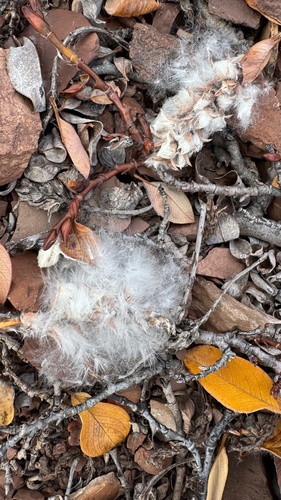 Salix arctica, photograph 3