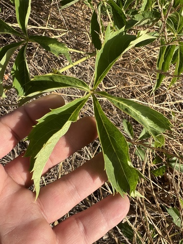 thicket creeper