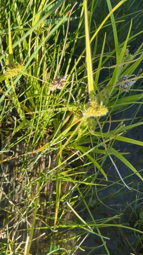 little green sedge