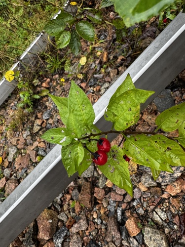 bittersweet nightshade