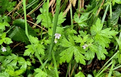 Geranium sibiricum, photograph (c) Анна Митрошенкова, some rights reserved (CC BY)