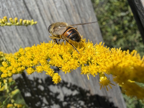 Common Drone Fly