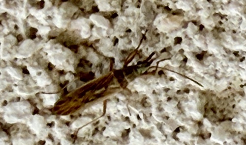 Paromius gracilis