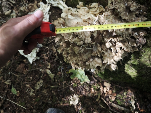 hen of the woods