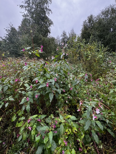 Himalayan balsam