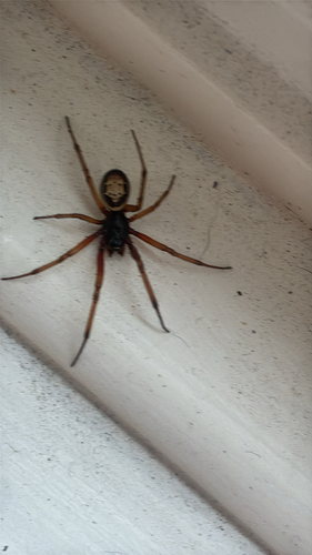 Noble False Widow