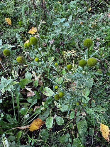 pineapple-weed