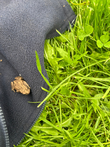 European Toad