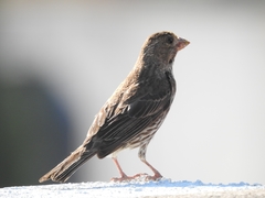 Haemorhous mexicanus