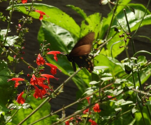 Pipevine Swallowtail