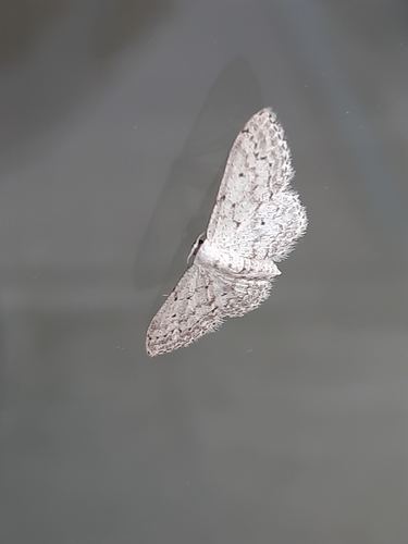 Small Dusty Wave
