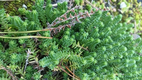 Tasteless Stonecrop
