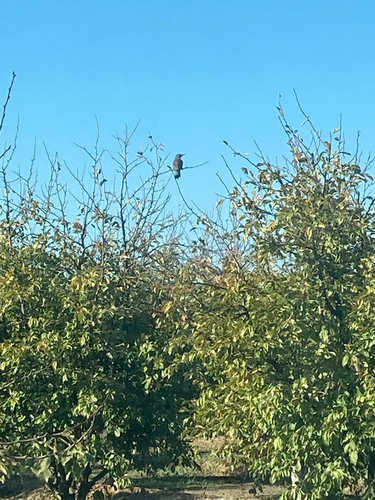 Northern Flicker