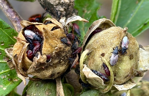 Lime seed bug