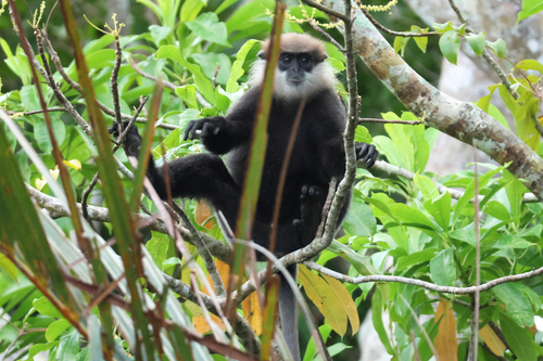 Purple-faced Langur