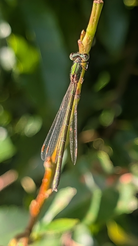 Small Spreadwing
