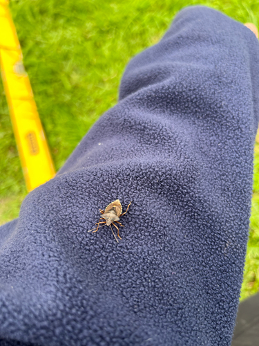 Forest Bug