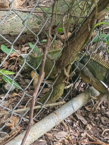 Green Iguana