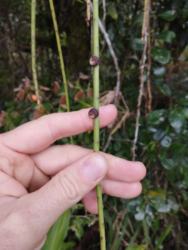 Rhipsalis puniceodiscus, photograph 1
