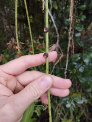 Rhipsalis puniceodiscus