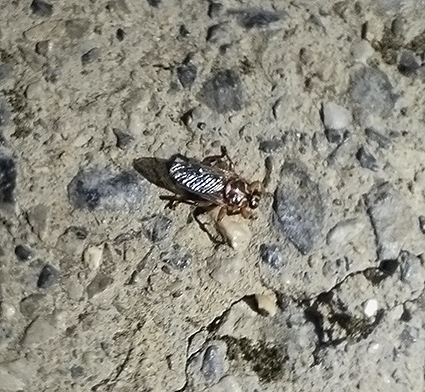 New Forest fly