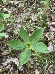 Paris verticillata
