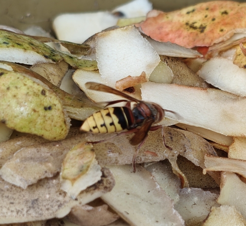 European Hornet