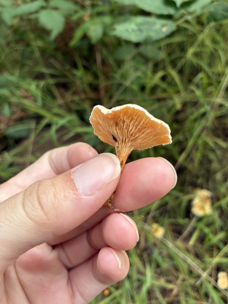 False Chanterelle · September 2026 · photo: Photo: (c) dorian, some rights reserved (CC BY) · iNaturalist