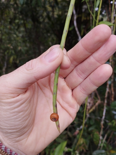 Rhipsalis puniceodiscus, photograph 3