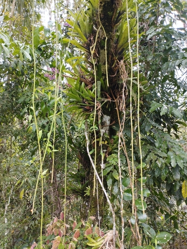 Rhipsalis puniceodiscus, photograph 4