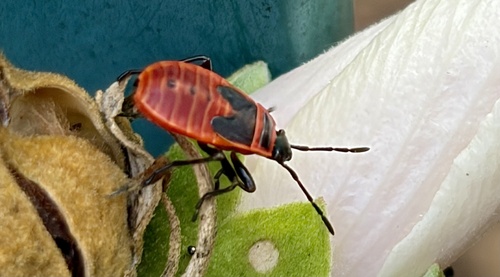 European Firebug