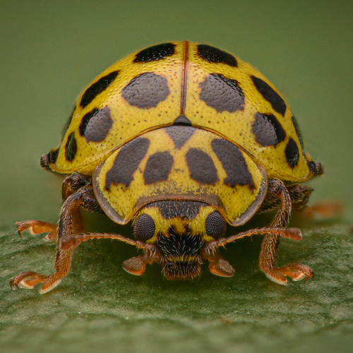 22-spot Ladybird, photo 3 of 8