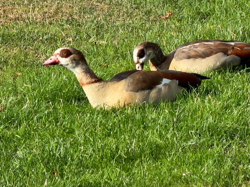 Egyptian Goose