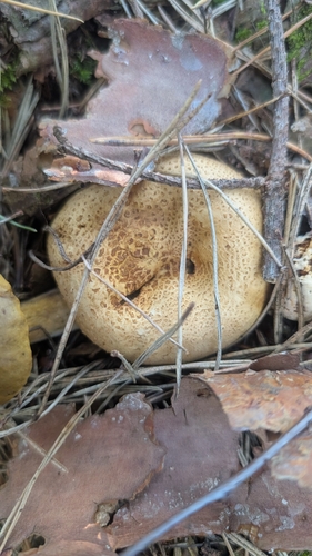 common earthball