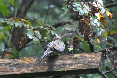 Mourning Dove