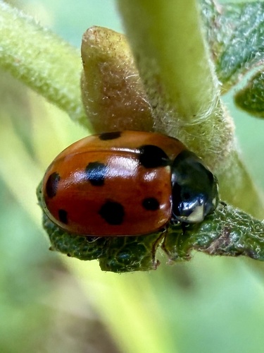 Eleven-spotted Ladybird Beetle