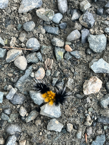 Spotted Tussock Moth