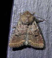 Protorthodes oviduca