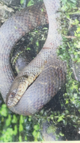Common Watersnake