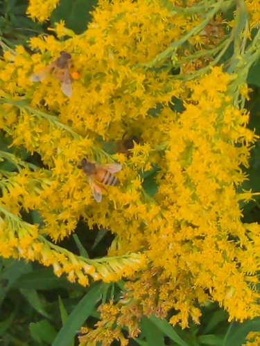 Western Honey Bee