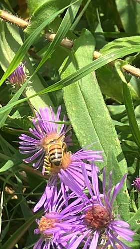 Western Honey Bee