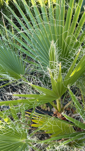 Mexican Fan Palm
