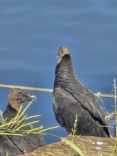 Black Vulture
