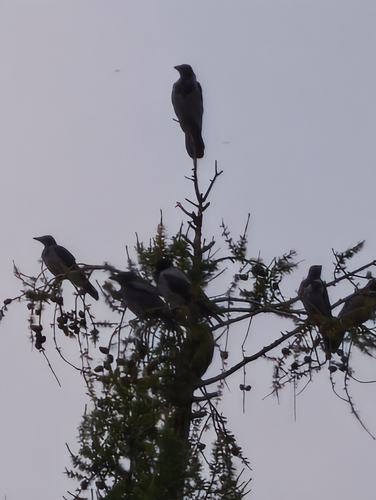 Hooded Crow