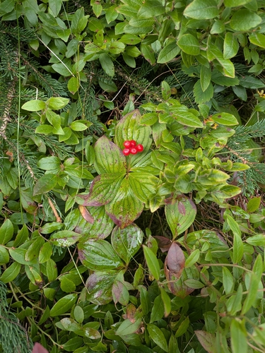Canadian bunchberry