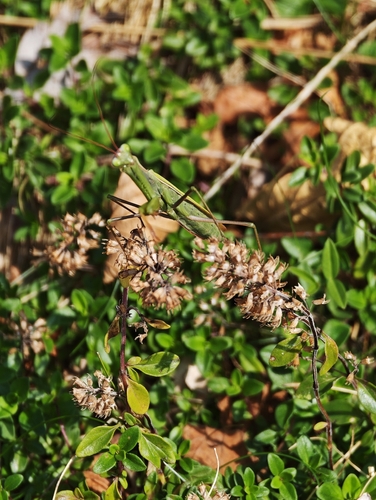 European Mantis